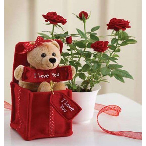 I Love You Teddy Bear in Red Surprise Box